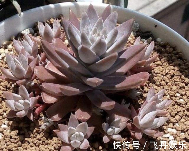 瓦松|瓦房上的1种“多肉”,都叫它“野草”,殊不知用处大,别拔