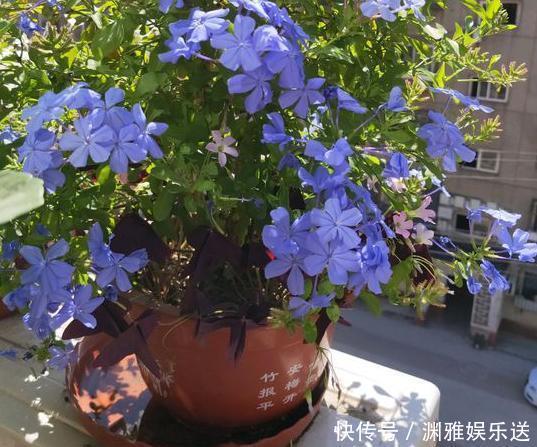 想贪便宜又想养花,冬天就买这3样盆栽,来年开春嗖嗖开花