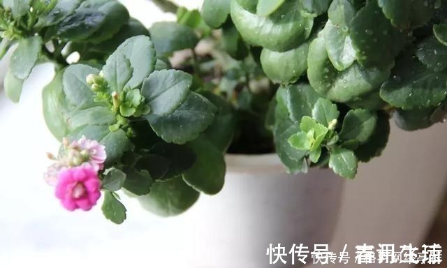 白虱粉|家里养花,生了这个世界性害虫,太难治,一招教你轻松根除白虱粉