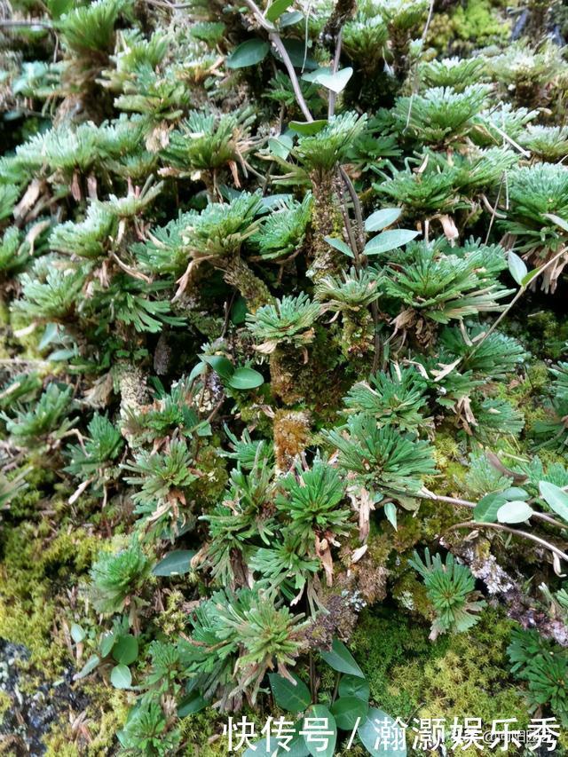 农村山上的“不死草”，生长在岩石上，很像杂草，殊不知很值钱
