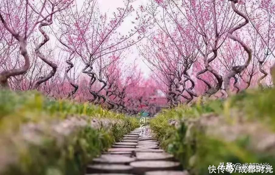 成都千亩海棠、数百亩梅林满树繁花似锦 约吗?