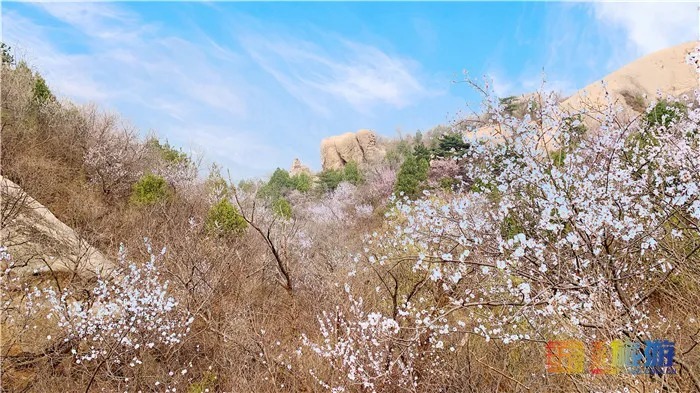 万亩桃花！北京这个地方已经美出天际了，假期去正好！