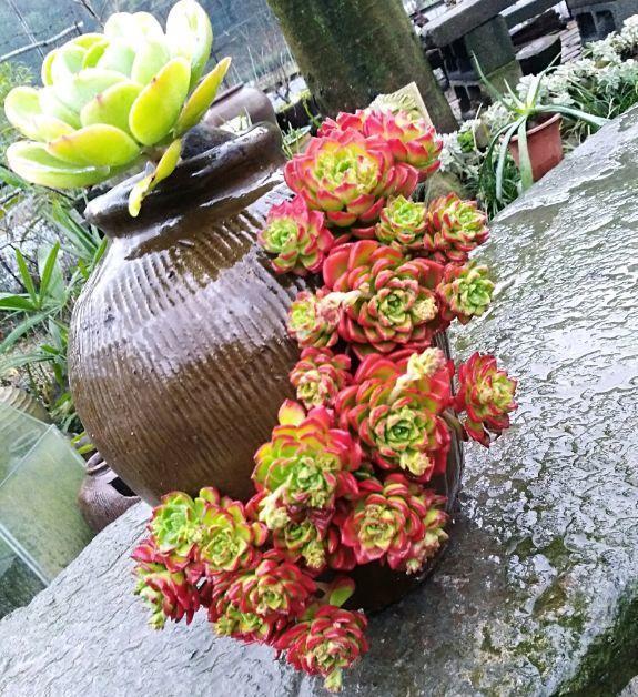 他用菜坛子种多肉,1分不花,呼呼长成“大米饭”!