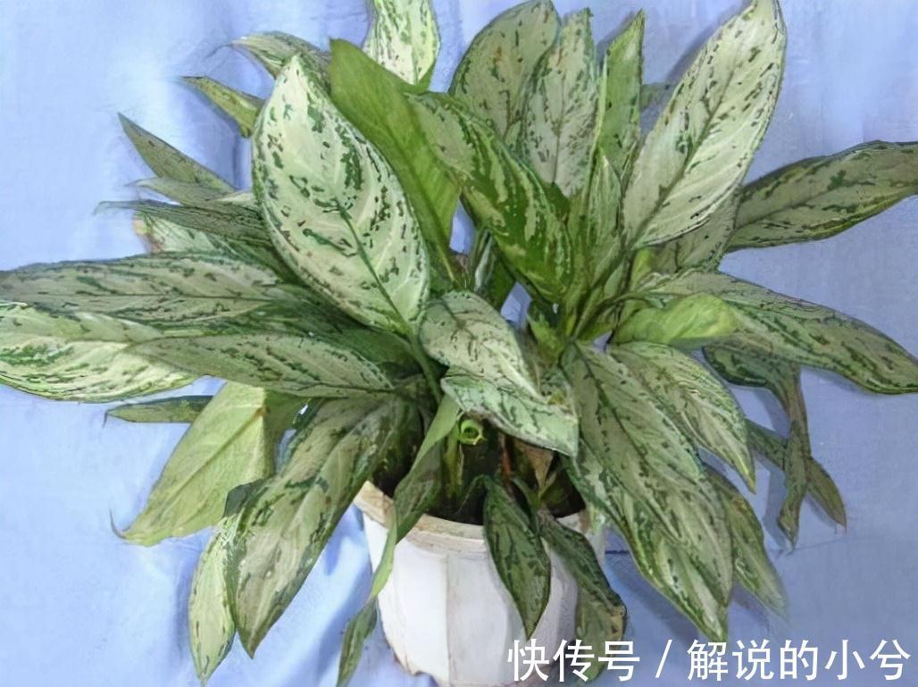 此种植物名字最霸气,叫做银皇帝,不仅外观好看,功能也特强大