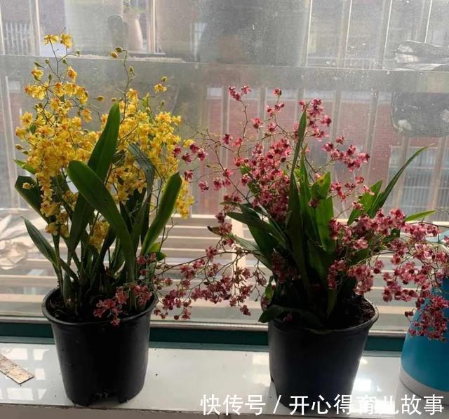 这4种“香妃花”,美貌与香气共存,又清新又高雅