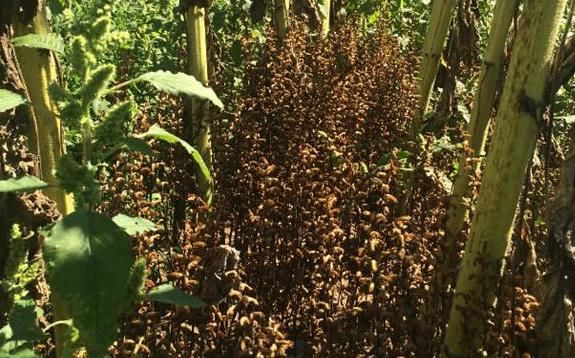 兴趣爱好|花盆长杂草该不该拔？养花高手说不拔好，但有“一种花”必须拔