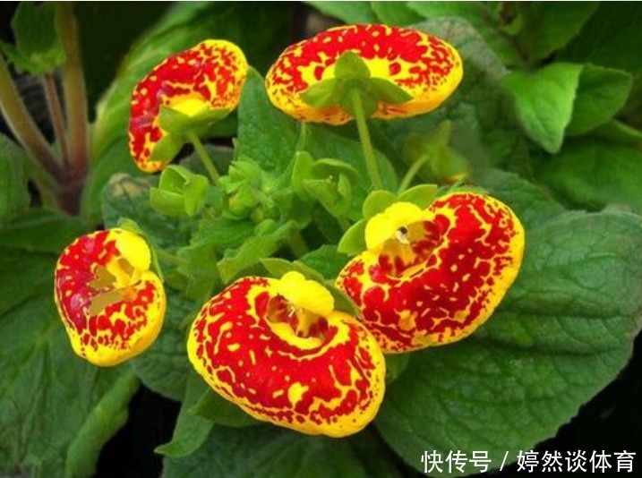 此花花形独特,一眼望去犹如一个个鼓鼓的钱包,寓意着富贵与富有