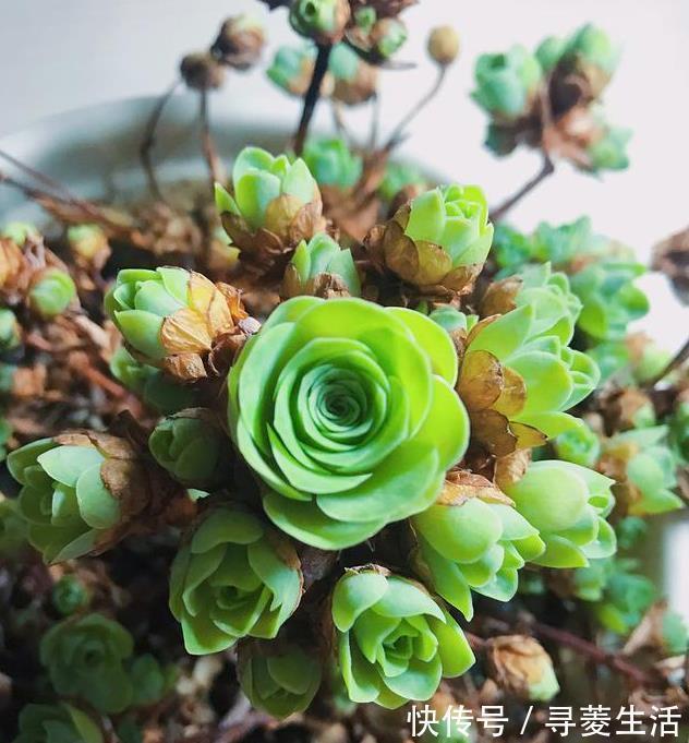 多肉植物|用生命开花的3种多肉植物，开完就死，你家有的话要小心