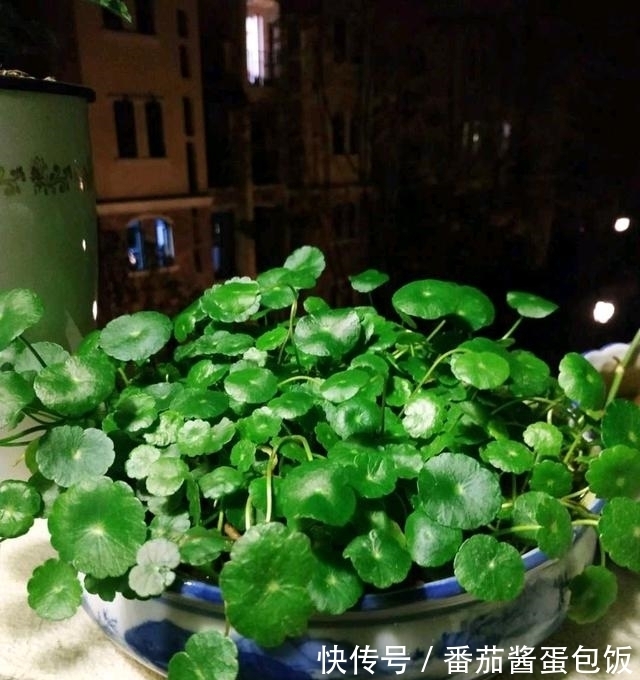 春天来临,这5种盆栽要修理一番了,剃成小光头,开花更顺利