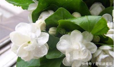 茉莉用缓释肥远水解不了近渴!此2种水10天浇一次,嗖嗖长花苞
