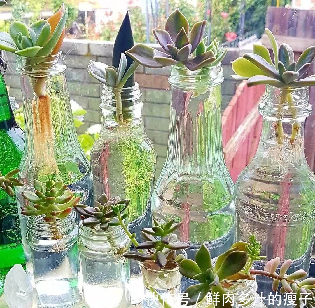 养多肉该不该砍头,什么时候砍头合适?