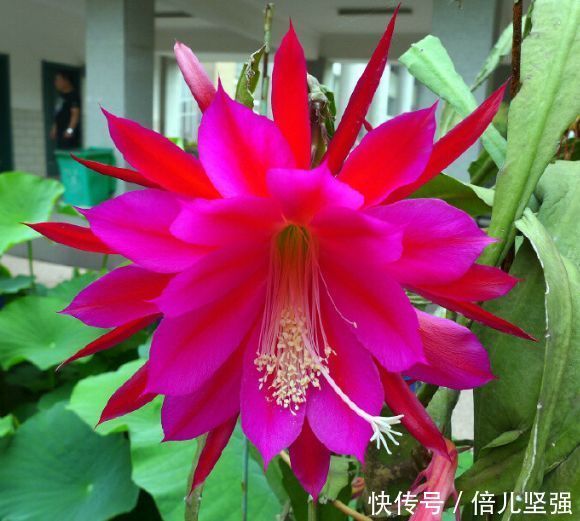 4种花是爆盆能手,开起花来拦不住,太好养给点水就疯长