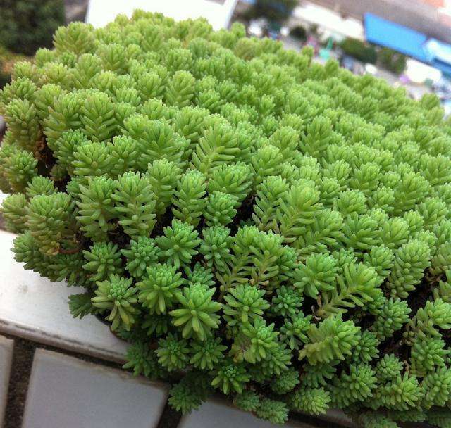 此几种多肉,“颜值高,人气高”,见土就生根,适合新手种植