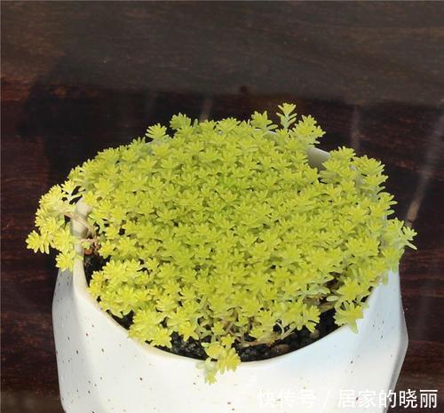 适合|5种强悍多肉，丢花盆里养半年，轻松长满盆，适合新手！