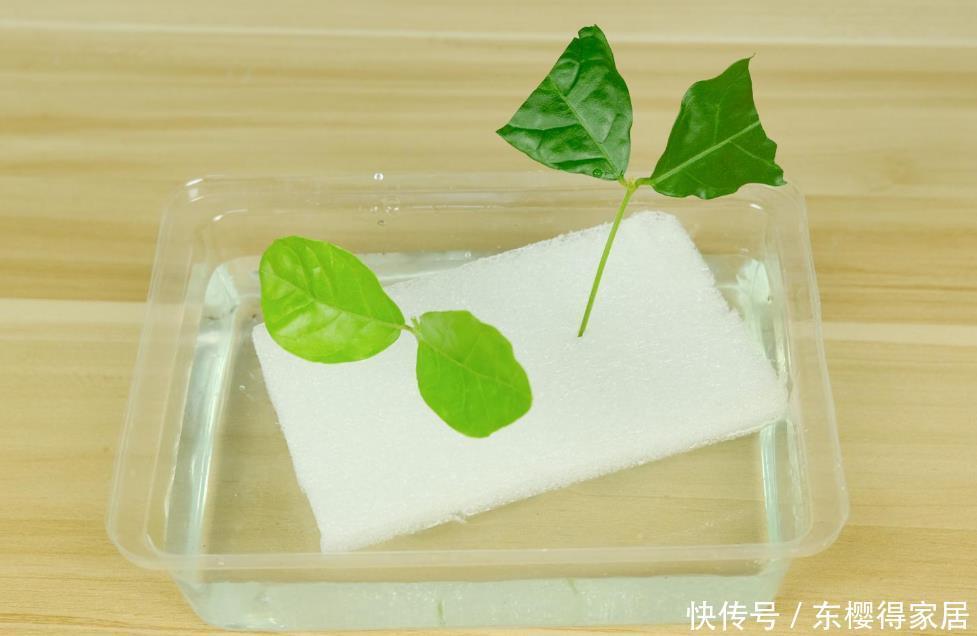 品种|6月份扦插,选好合适的植物品种,沾土、泡水都能活