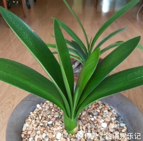 3种花再喜欢，也别轻易买，虽然很漂亮，但能“养活”的人不多