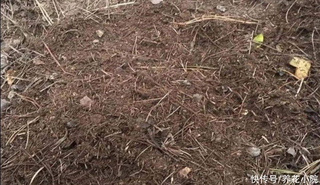 养花|养君子兰,用3种“花土”,植株长得旺,叶子宽厚