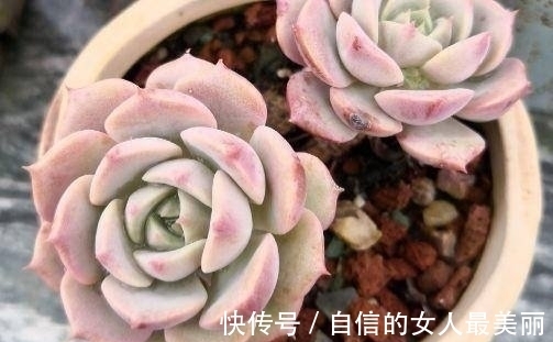 多肉克拉拉,集两种常见多肉的基因于一身,颜值青出于蓝胜于蓝