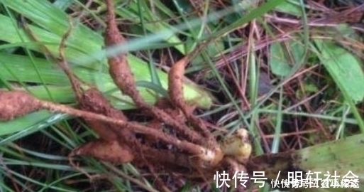 野草|农村常见的野草,遇到请珍惜,能治脱发、白发,很珍贵的!