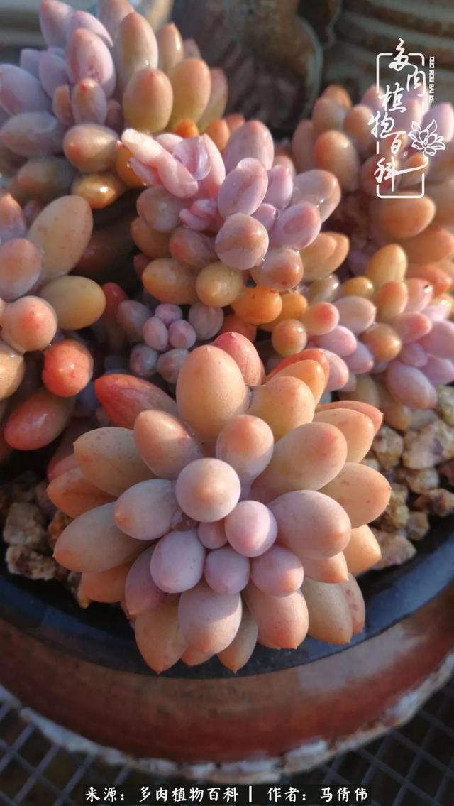 养多肉如同种下希望,因为美丽总在下一个季节!