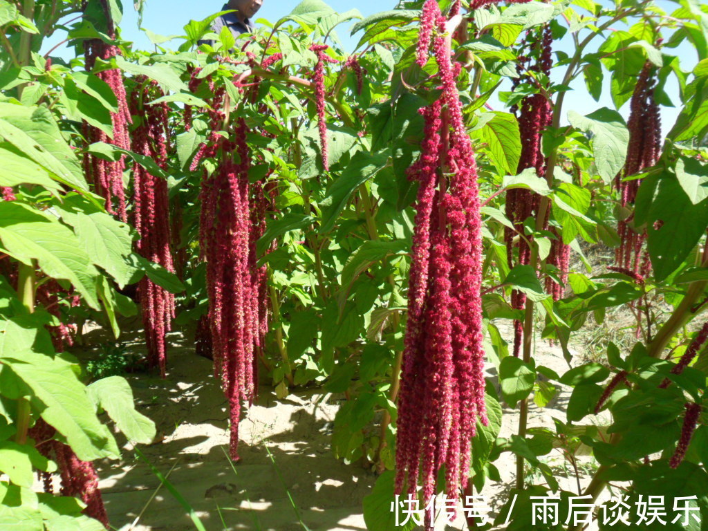 维生素c|适合秋季吃的三种食物，排毒养颜，延缓衰老