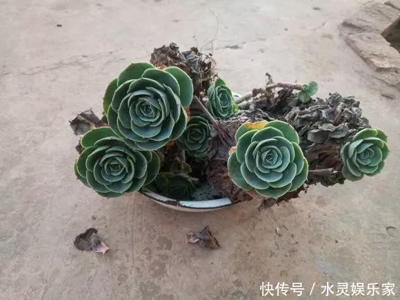 路边一堆“名贵花”，丢人也要捡，捡回家养2个月就开花！