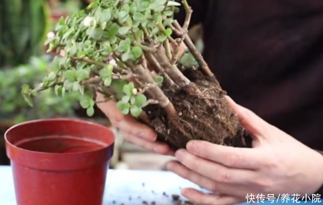 枝干|养金枝玉叶，做好5个关键点，枝干能快速生长，成老桩盆景