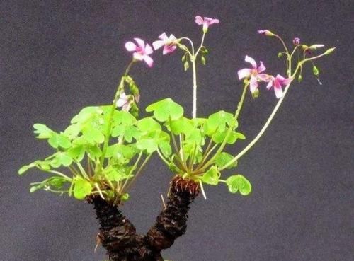  做成|4种普通小植物，做成小盆景，绿意盎然，还能开出美丽的小花