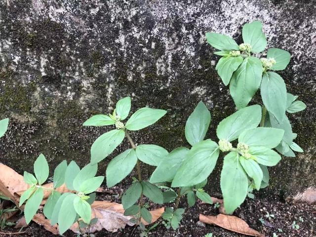 止痒|大飞扬草善于利湿止痒，还能通乳、解毒消肿，治疗多种炎症