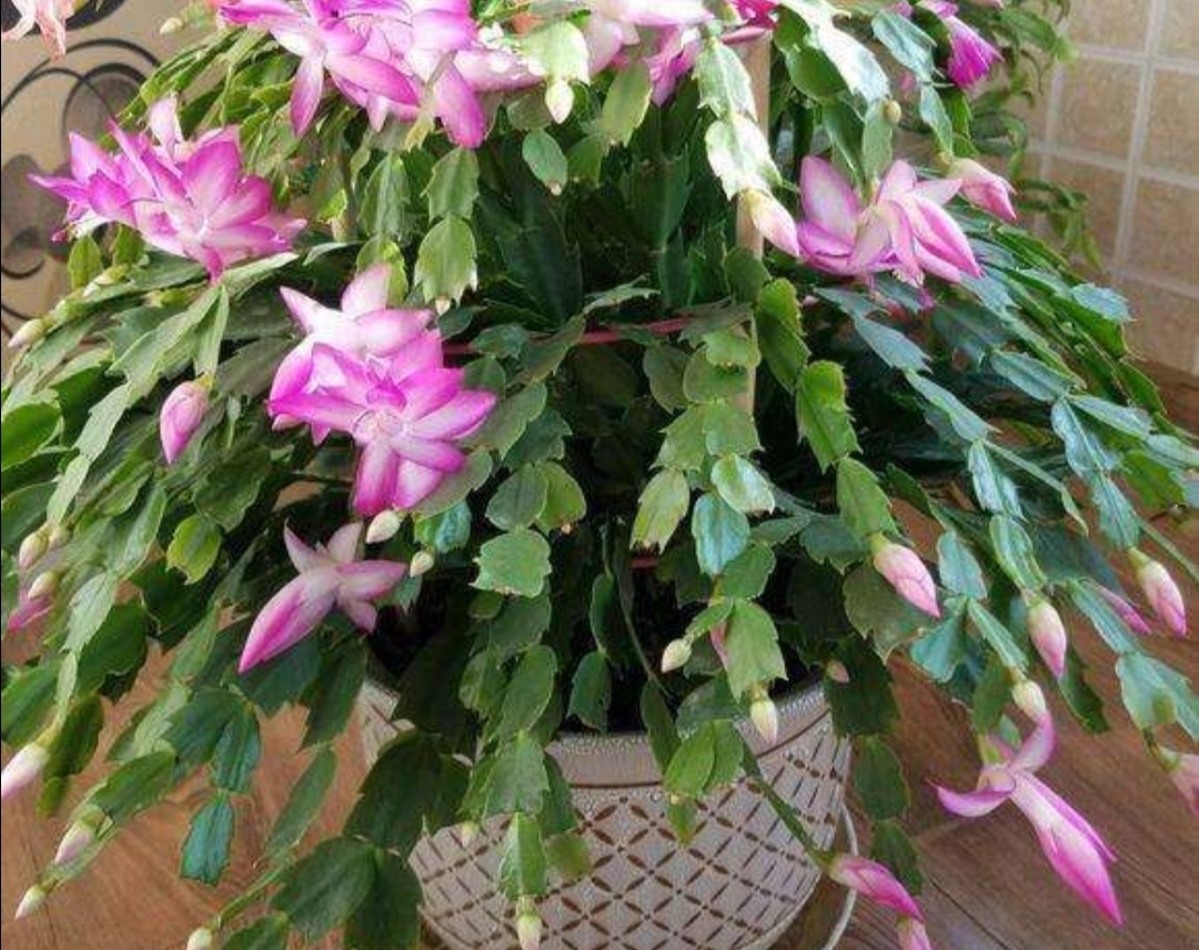 这3种花很便宜,几块钱就能买到,开花漂亮、花期又长