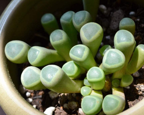 多肉五十铃玉怎么养教你3个小妙招，养出晶莹剔透的五十铃玉