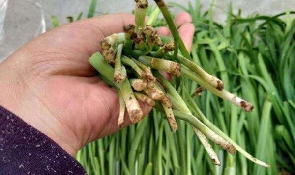 韭菜|为什么说韭菜尽量少吃,这类人最好是不吃早知早受益!