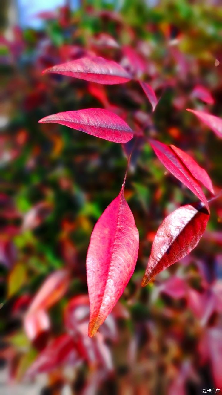 【爱卡踏青季】花枝俏