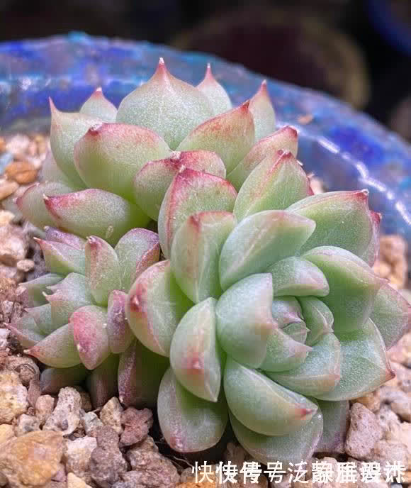 土壤|养多肉,配土很重要?只要会养,配土只是一种方式,无关紧要