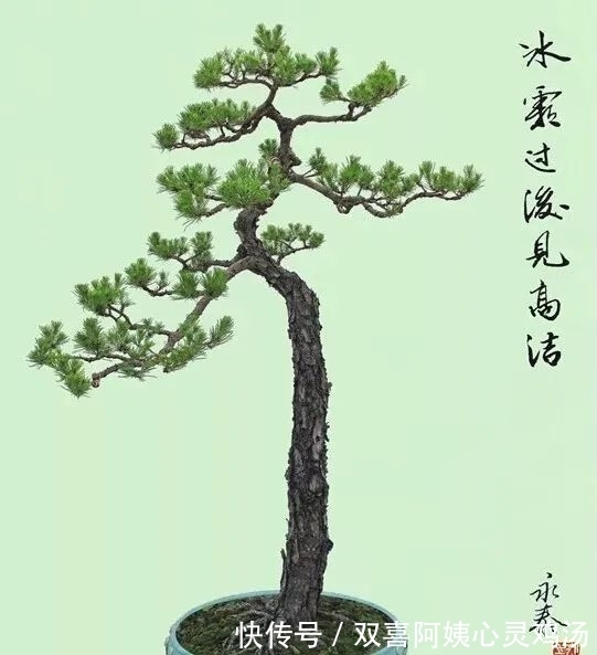 马尾松|徜徉盆景40余年的“盆景迷”