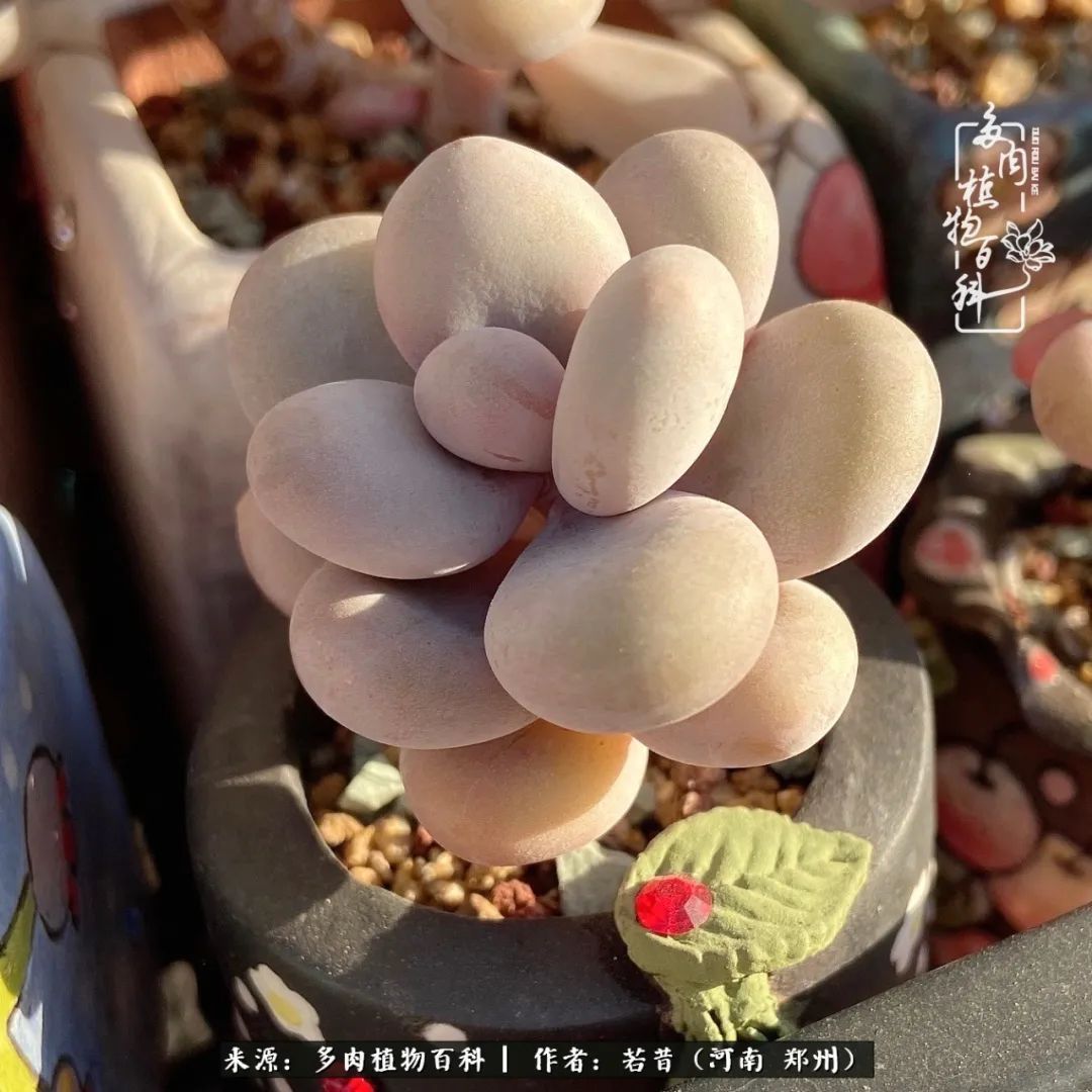 迷你小院儿,种满多肉、花草和蔬果,沉醉在自己的世外桃源!