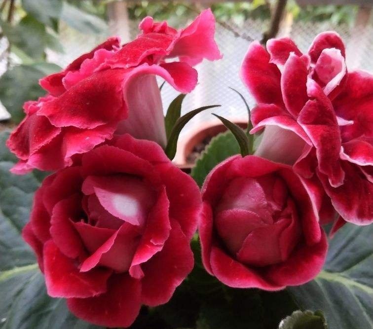 4种花不能朝叶子喷水,通风不好易烂叶,一定要注意