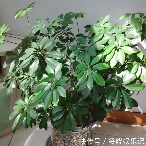 散尾葵|12种“健康花”,家里没太阳,照样长爆盆,贵气漂亮,旺家又养人