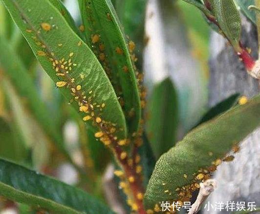 春天“蚊虫多”,养花容易死记住“一点”,蚊虫不来,养啥都爆