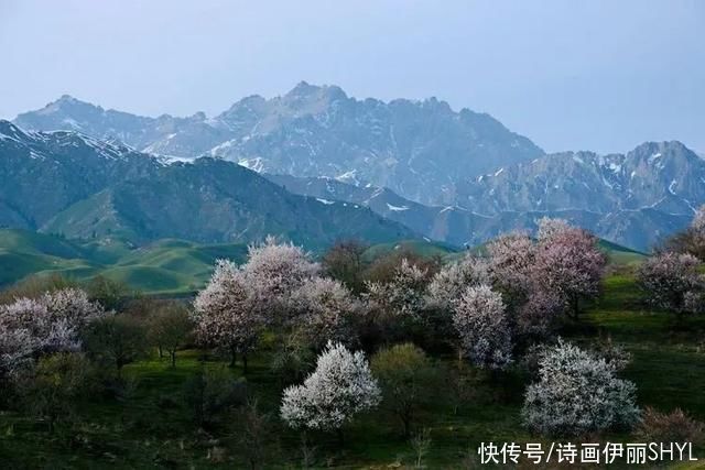 霍城大西沟花海拍摄记