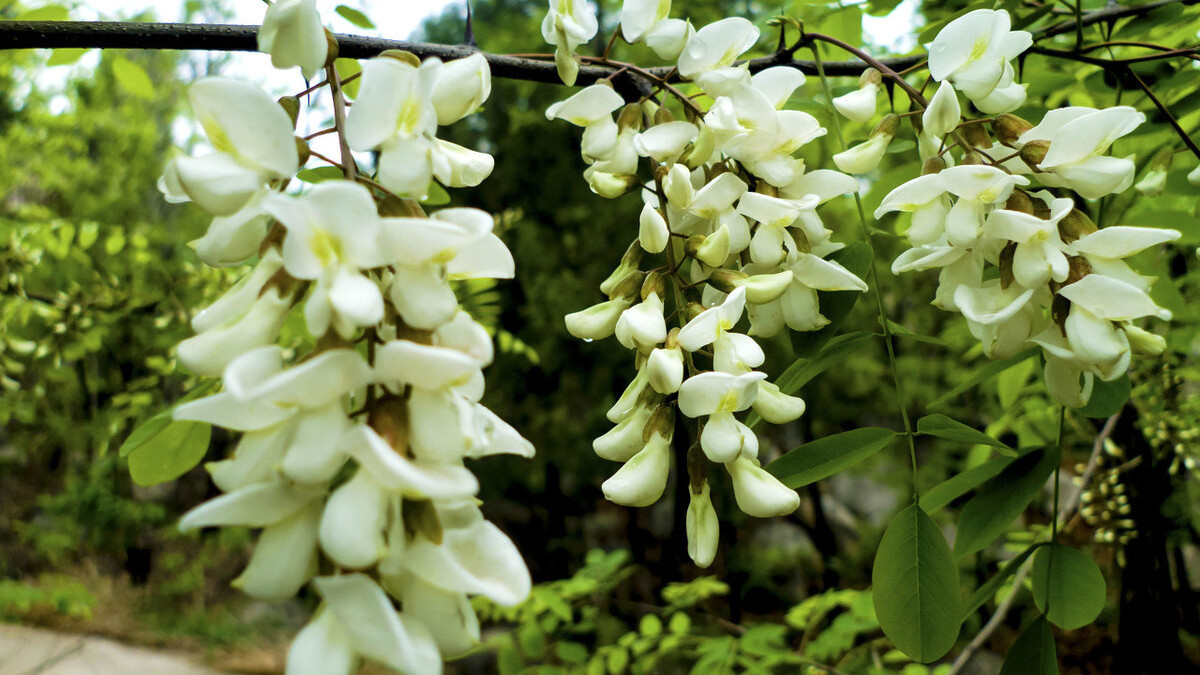 槐花饭|蒸米饭,多加一样槐花,教你3个小妙招,清热消火,清香扑鼻