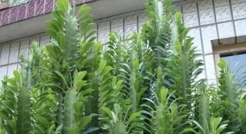 花市|逛花市,看到“1种花卉”,记得买回家,被称为“镇宅花”,好养