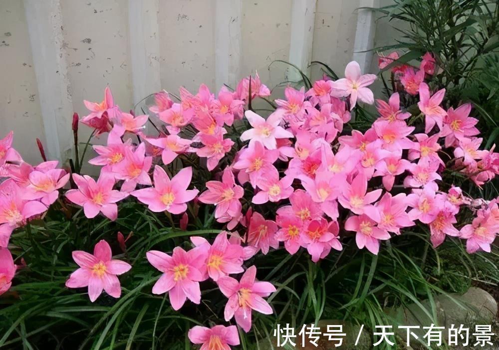 风雨兰|3种漂亮花,夏天也别搬进屋,多晒晒多淋雨,长势旺开花美