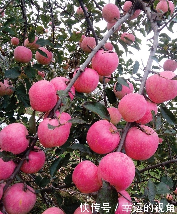 冬天吃苹果好处多多,却有一大禁忌,还有人不