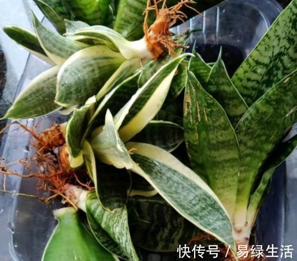裸根多肉|换盆不做这件事,就等于白换了,一年也不长个