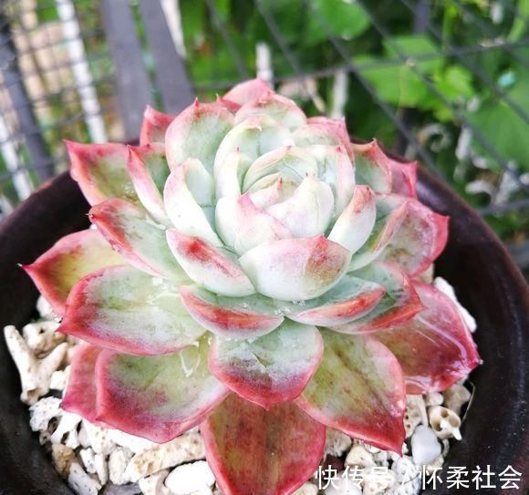 叶片|当年的贵货多肉，变成了烂大街的便宜货，暴风哭泣