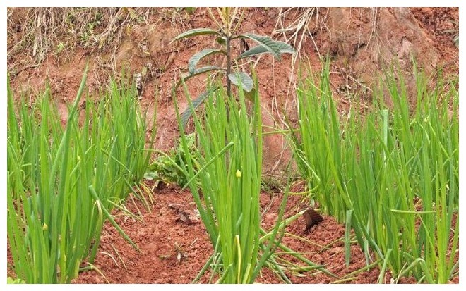 农家小院最受欢迎的几种蔬菜，随吃随取，你最喜欢吃那个