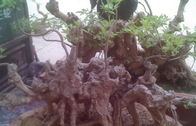 虫眼|山路边挖来的“虫眼桩”,捡回埋在沙盆中,3个月发新芽、价猛涨