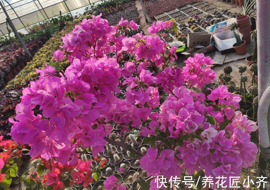 磷酸二氢钾|春季养三角梅，紧跟“3步”操作，呼呼冒花芽，无叶挤满花