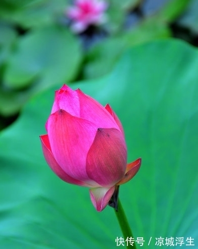 桃花朵朵|8月底，4属相桃花朵朵，爱情甜蜜，生活蒸蒸日上，越来越好